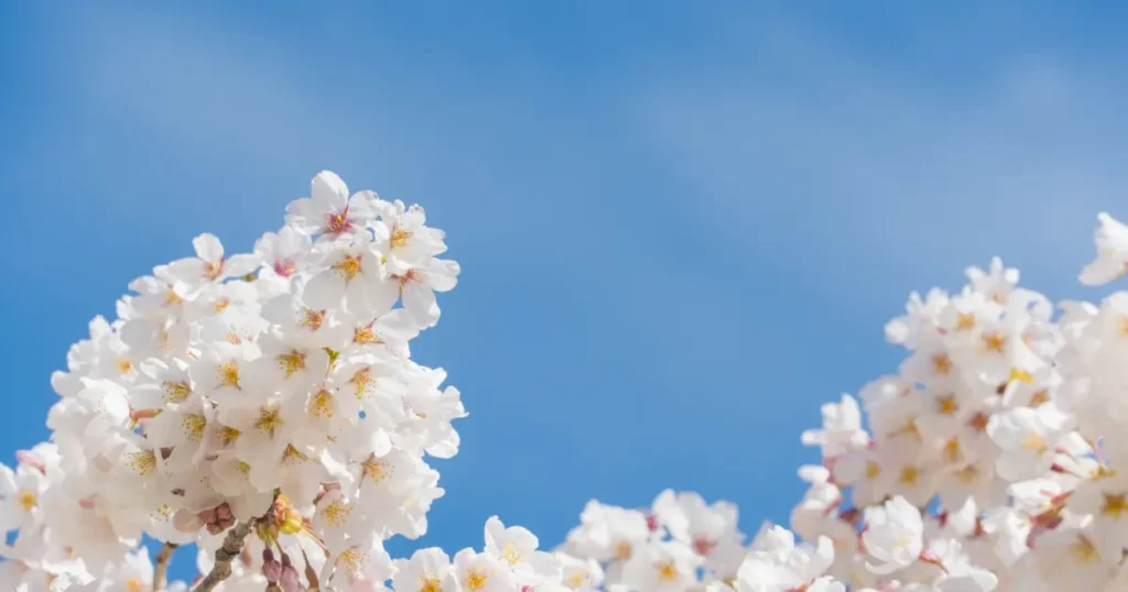 大村公園の桜